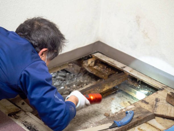 Best Residential Mold Removal  in Kingston, NY