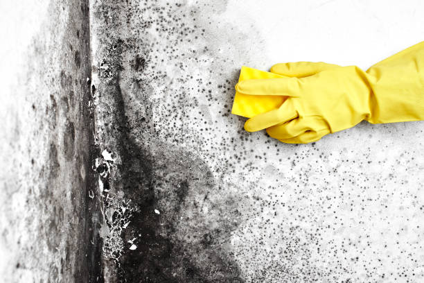 Best Affordable Mold Removal  in Kingston, NY