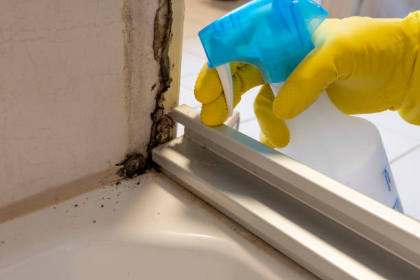 Best Professional Mold Removal  in Kingston, NY