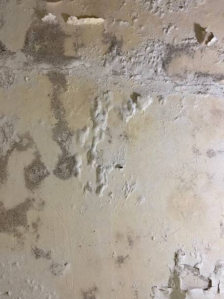 Best Black Mold Removal  in Kingston, NY
