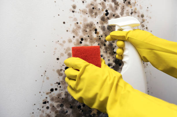 Best Same-Day Mold Removal  in Kingston, NY