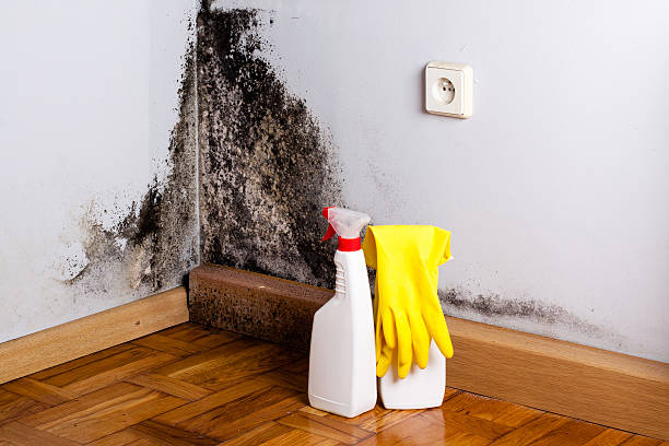 Best Emergency Mold Removal  in Kingston, NY