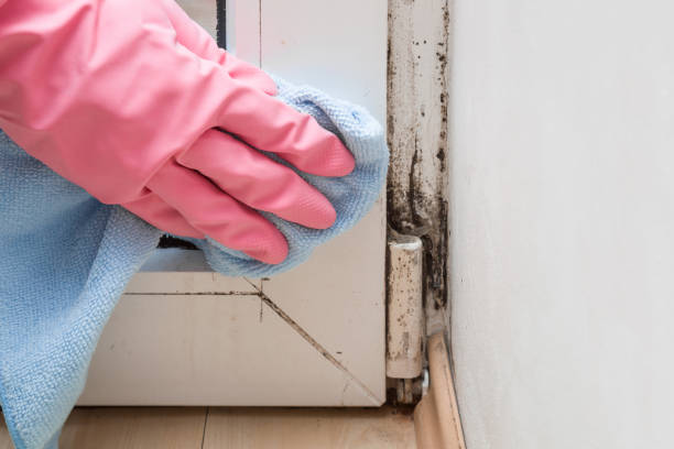 Best Mold Removal Company Near Me  in Kingston, NY