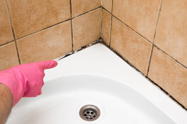 Best Mold Testing  in Kingston, NY