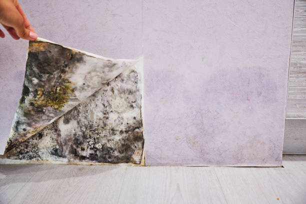 Reliable Kingston, NY Mold Removal Solutions